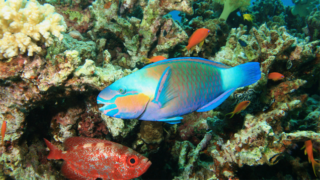 Illustration for article titled If You Don’t Like Any Of The Beautiful Fish In This List, Tell Us And We’ll Eat Them
